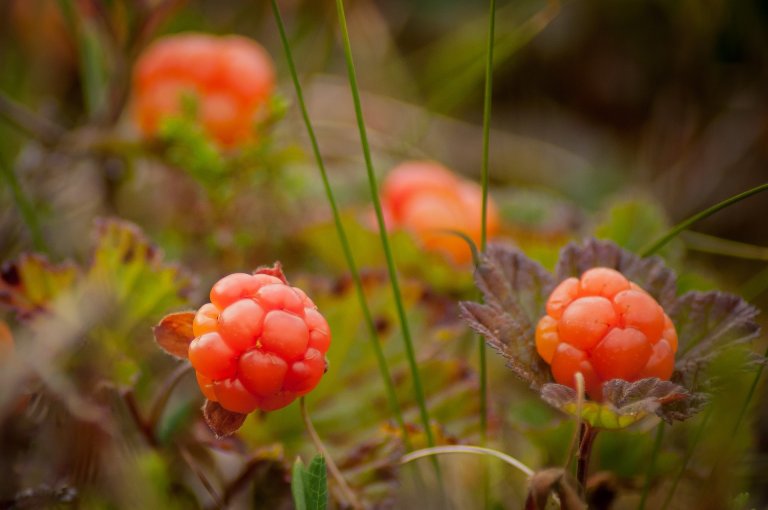 cloudberry-bush-produces-2130046_1920.jpg