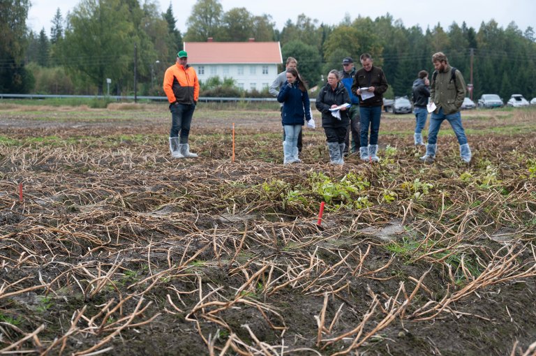 NIBIO-forsker Kirsten Tørresen orienterte om behandlingene for å visne ned potetriset i de ulike forsøksrutene. Foto: Erling Fløistad