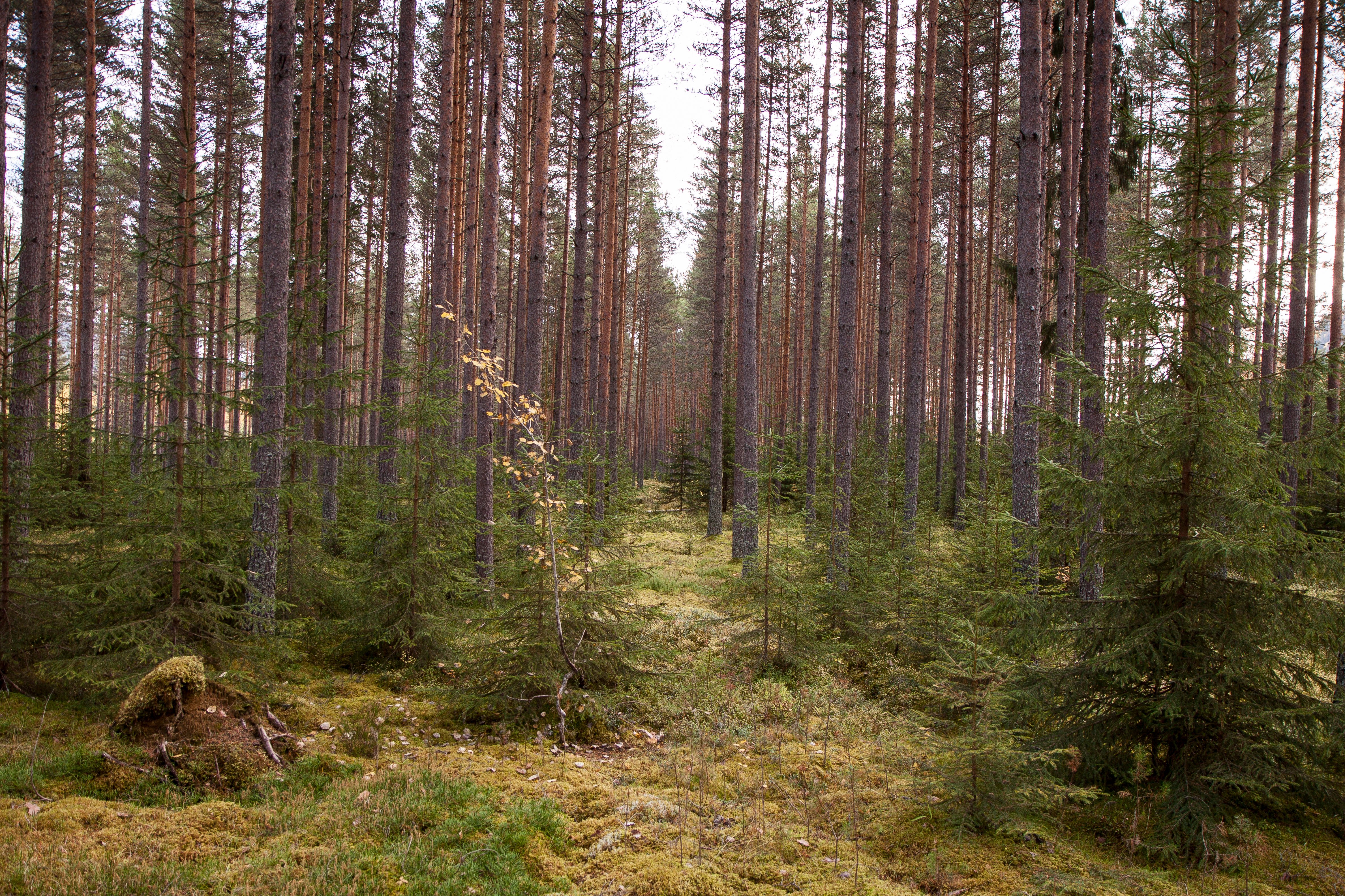 Produktiv furuskog - Foto John Yngvar Larsson - NIBIO