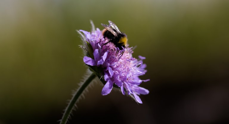 Rødknapp med humle_Foto Dan Aamlid NIBIO