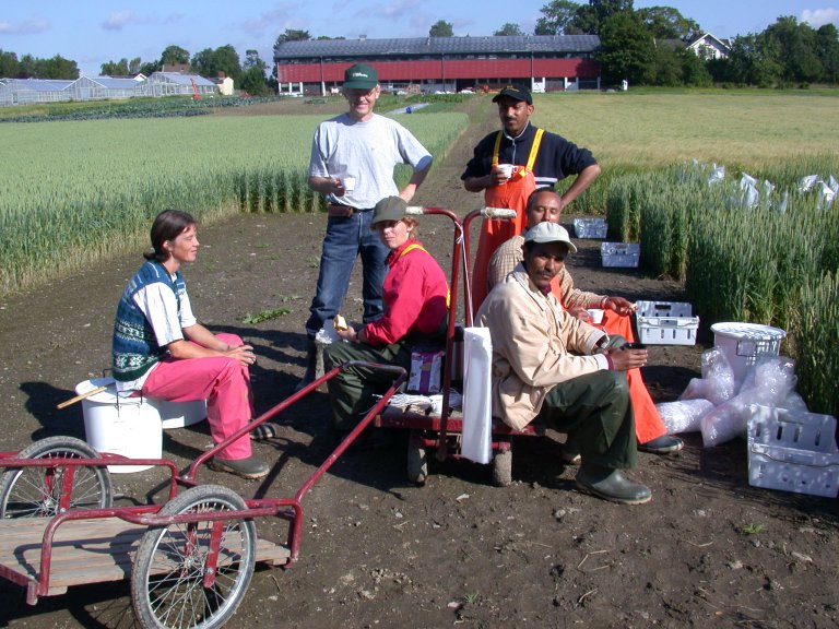 Smitteforsøk med Fusarium_Foto privat