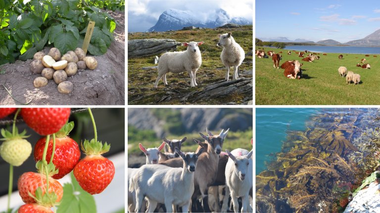 Verdens nordligste landbruk drives under spesielle forutsetninger – med mye lys og lite varme. Disse forutsetningene gir dyrkingsfordeler med få skadegjørere og en unik arktisk kvalitet. Foto: Fra øverst til venstre: Marianne Vileid Uleberg, Jørgen Mølmann, Anne Linn Hykkerud, Jo Jorem Aarseth og Anette Tjomsland Spilling