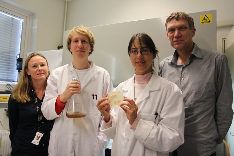 På Campus Ås samarbeider Gry Alfredsen, Olav Aaseth Hegnar, Aniko Varnai og Vincent Eijsink for å avsløre brunråtesoppens hemmeligheter. Foto: Liv Røhnebæk Bjergene.