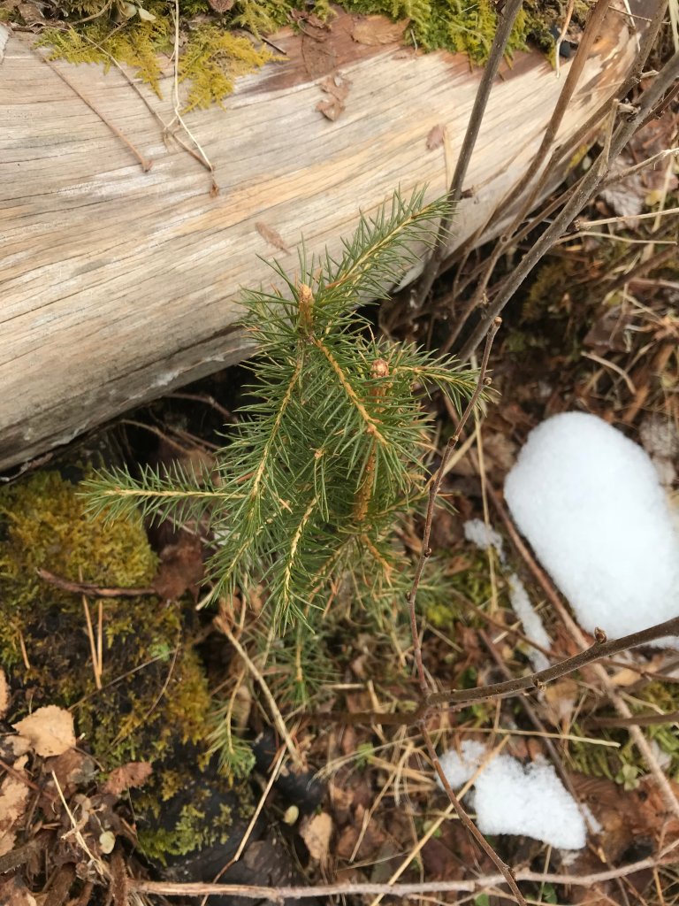 Hjortebeiting-1 - Foto Odd Løset - Statsforvataren i Møre og Romsdal.JPG