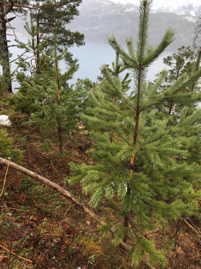 Hjortebeiting-3 - Foto Odd Løset - Statsforvataren i Møre og Romsdal.JPG