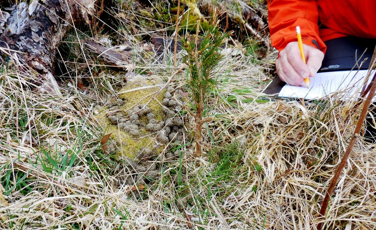 Registreringar av hjorteskadar - Foto Hans Nyeggen - NIBIO.jpg