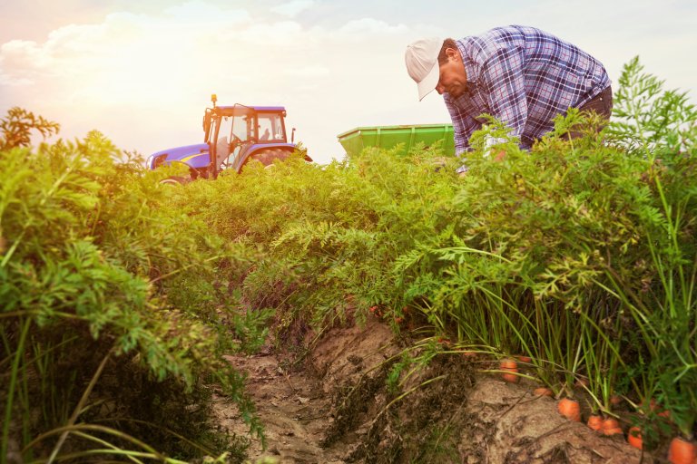 Farmer-and-carrots-field.jpg