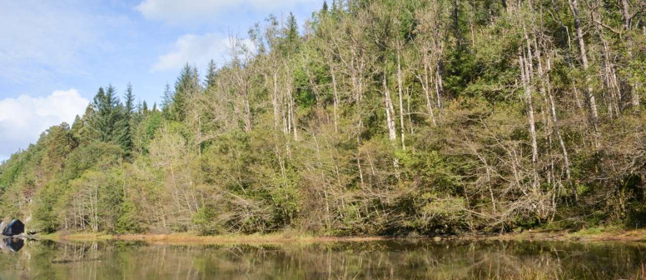 askeskog etter angrep av askuddsjuke - foto fride høistad schei - nibio_cropped