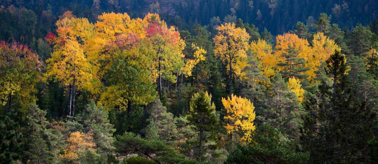 høstfarget osp i barskog - foto dan aamlid - nibio_cropped