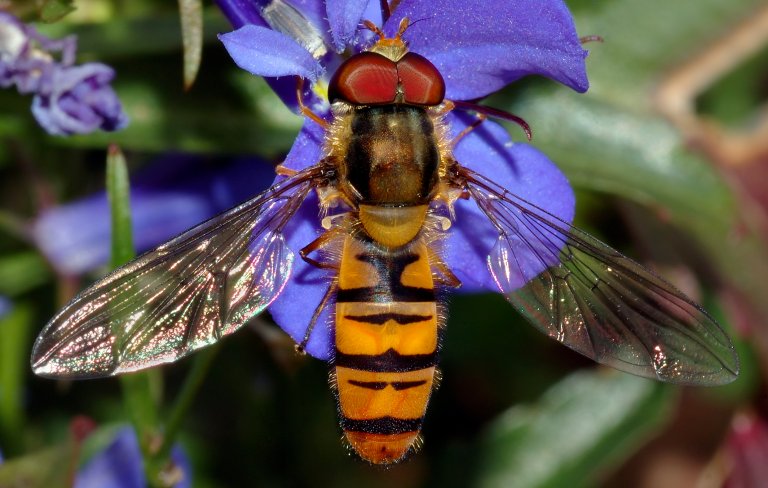 Episyrphus_balteatus_male_-_top_(aka).jpg