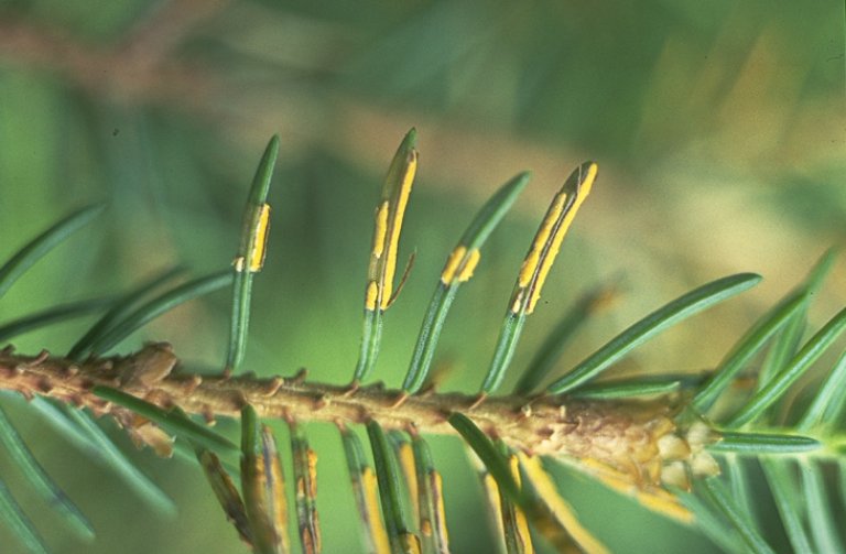 Chrysomyxa abietis_ Foto Isabella Børja.jpg