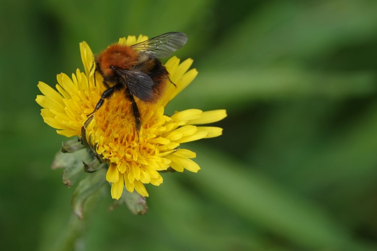 Åkerhumle (Bombus pascuorum). Foto: Morten Günther