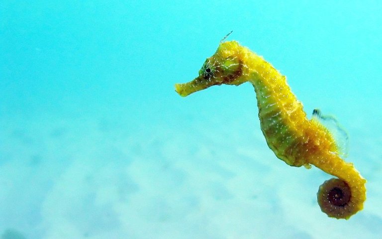 1024px-Black_Sea_fauna_Seahorse.jpg