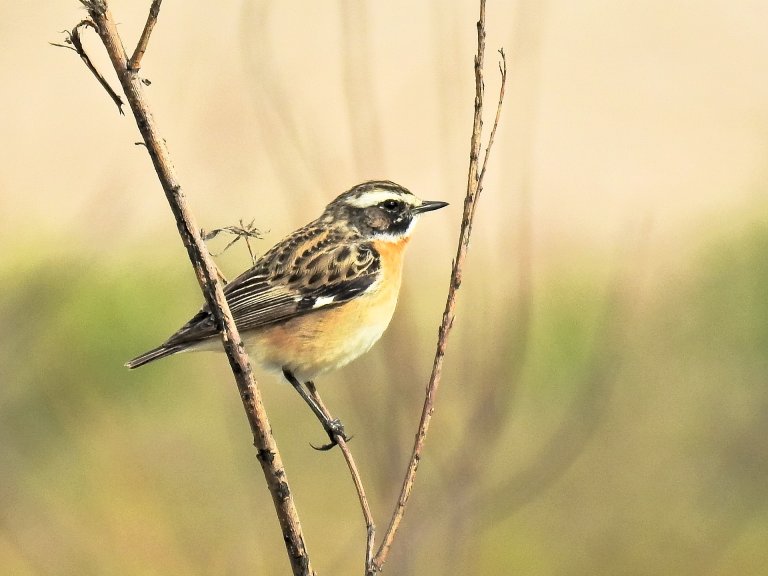 whinchat-2405176_1920.jpg