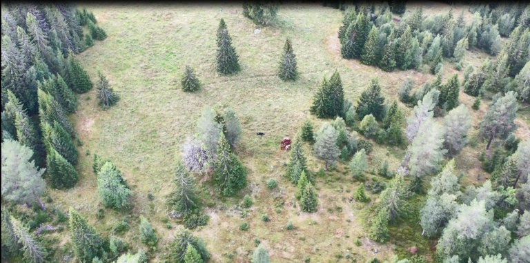 Skjermbilde_dronevideo kviger_NIBIO.JPG