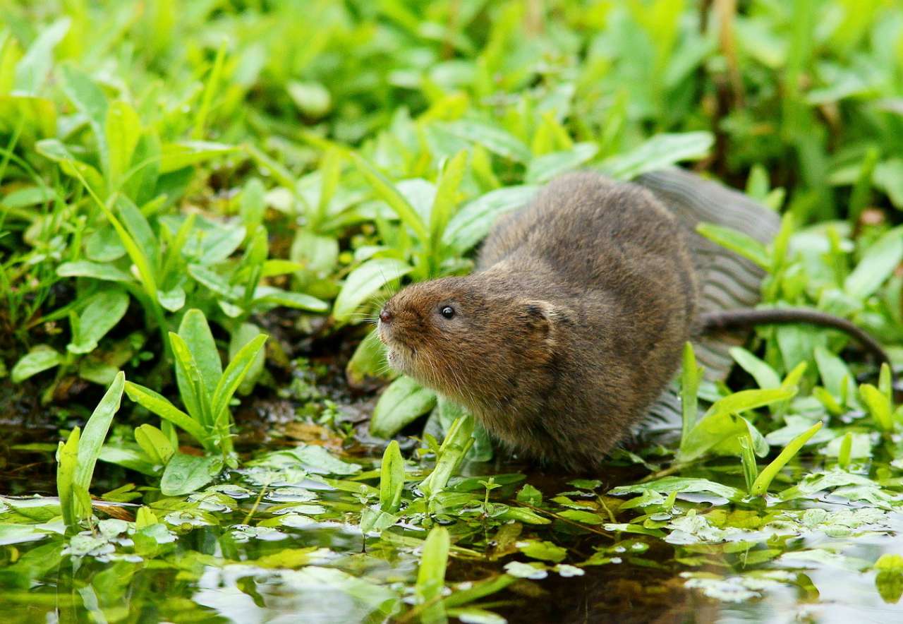 Water_Vole_on_Boot_Hill_(5592665124)