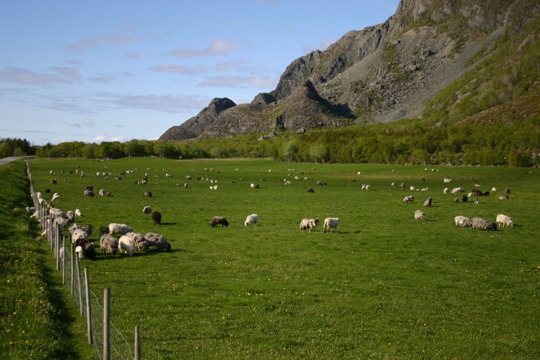 Villsau på innmarksbeite, Dordi Mogstad