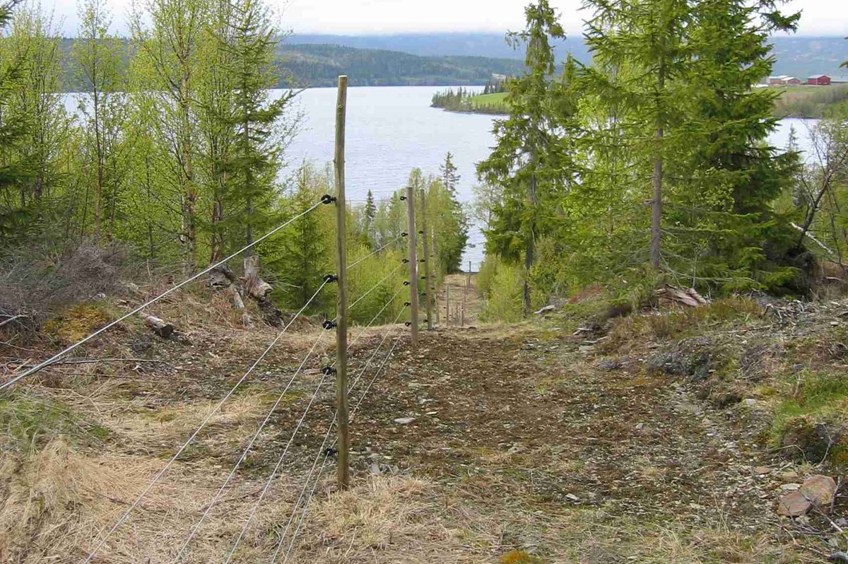 Rovdyrsikkert_gjerde_1