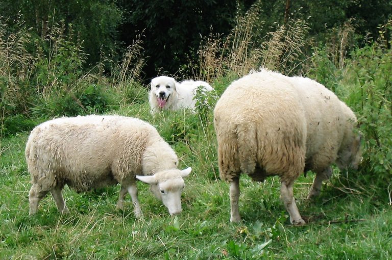 Pyreneerhund_sau_1