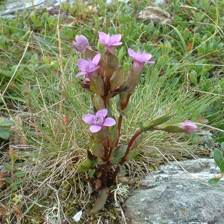 Bilde 3_Line Johansen_Per Vesterbukt_cropped.jpg