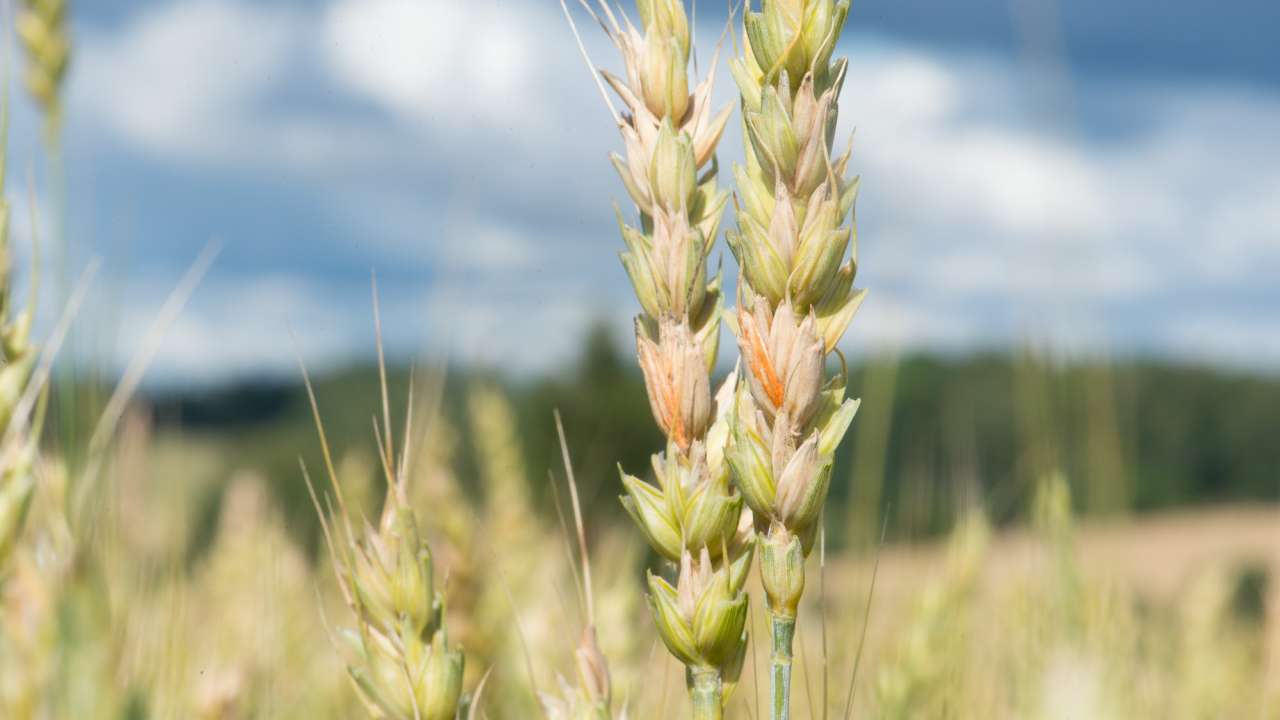 Hvete (Triticum aestivum).