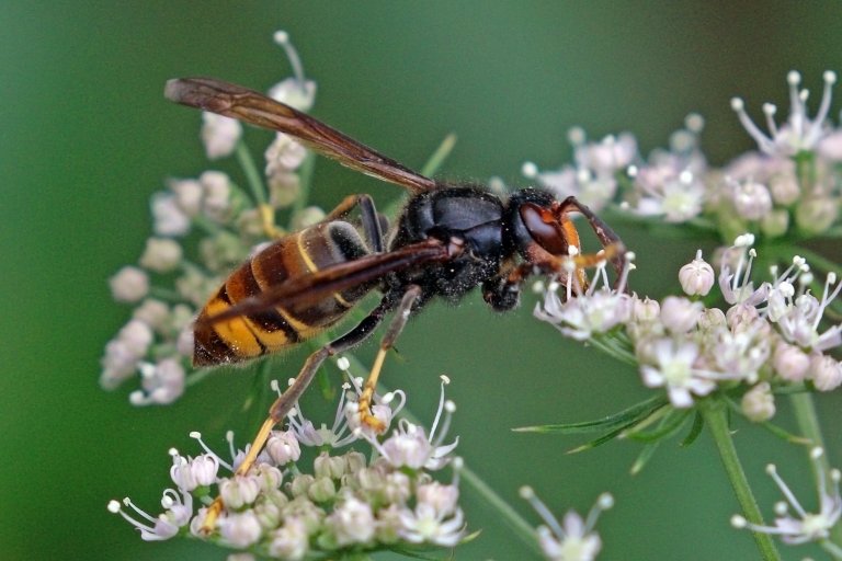 Asian_hornet_(Vespa_velutina).jpg