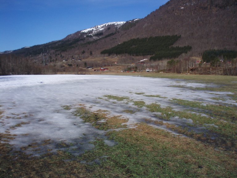 Om våren kan enga fryse til, og plantene blir fanget under is. Dersom isdekket blir liggende lenge, vil oksygenet bli brukt opp under isen og plantene kveles i sine egne avgasser. Foto: Eivind Solbakken