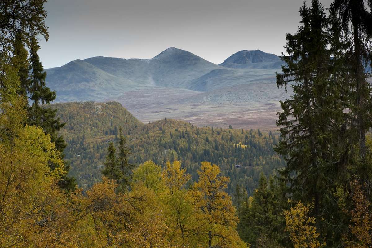 Skog i Rondane - Foto Lars Sandved Dalen - NIBIO