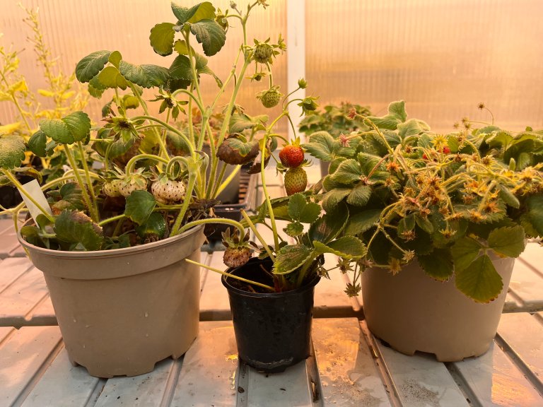 Hagejordbæret, Fragaria × ananassa, (i midten) er en hybrid mellom Fragaria virginiana (til høyre) og Fragaria chiloensis (til venstre). Foto: Silje Kvist Simonsen