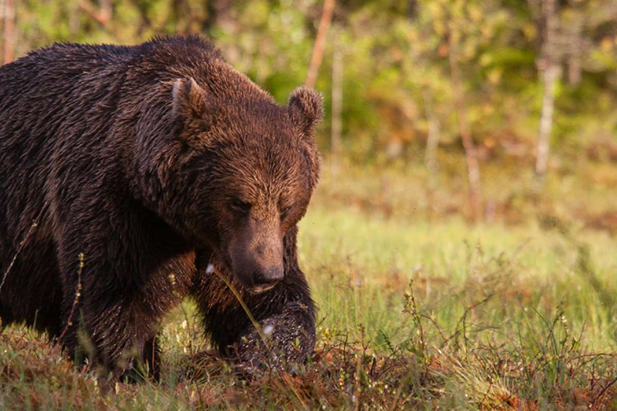 European-brown-bear.jpg