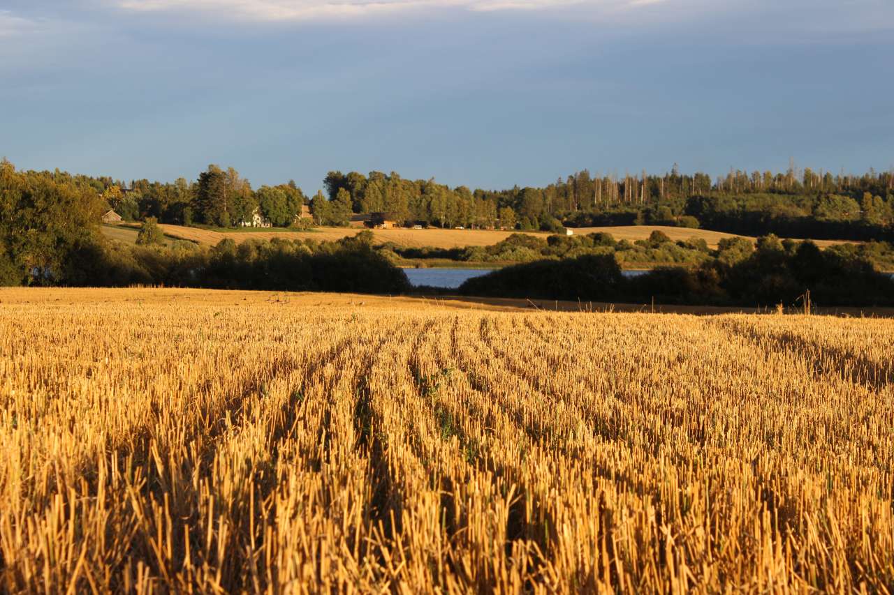 Stubbåker_MB