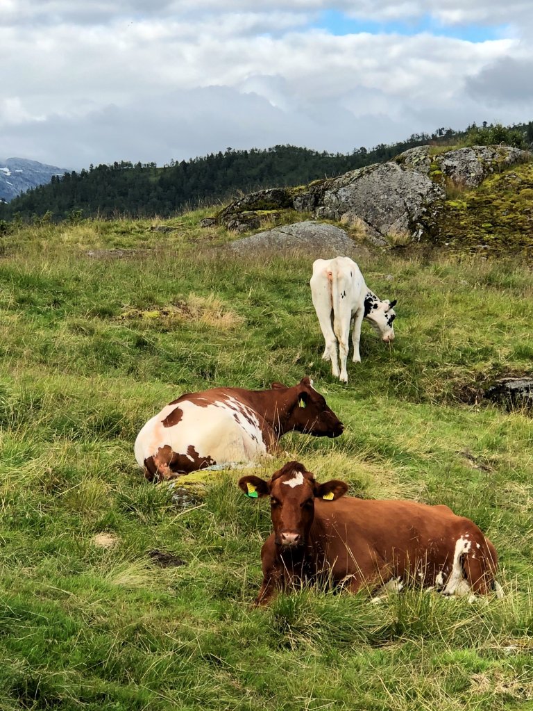 Mjølkekyr på ferie_Stuaset_Foto Kjersti Kildahl_cropped.jpg