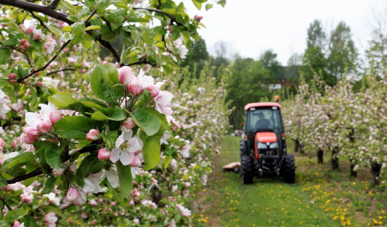 Fruktblomstring Høyen-mellom_Svelvik_Vestfold_Foto Oskar Puschmann