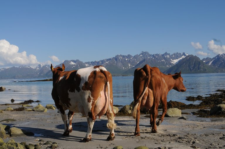 NRF i Vesterålen juni 2008 foto GENO solveig goplen.jpg