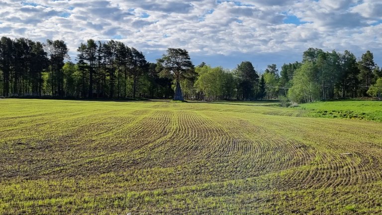 foto_SiriSvendgård-Stokke_nysådde grasfrø har spirt_Os kommune.jpg