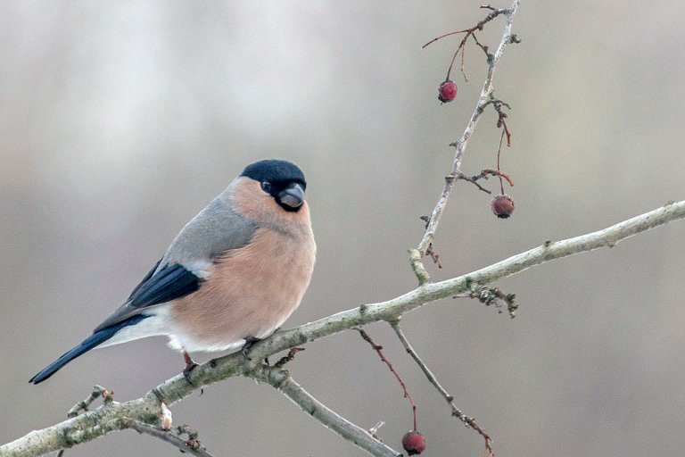 Bullfinch(js)_Lodz(Poland)09.jpg