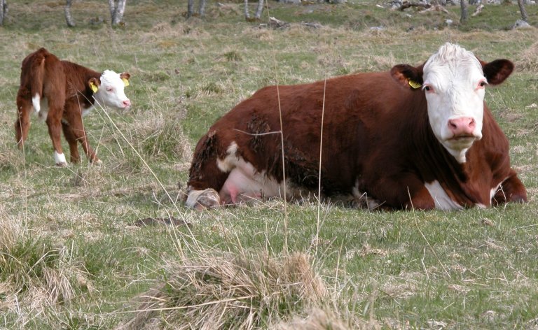 Hereford på Tjøtta Foto Jon Scharer