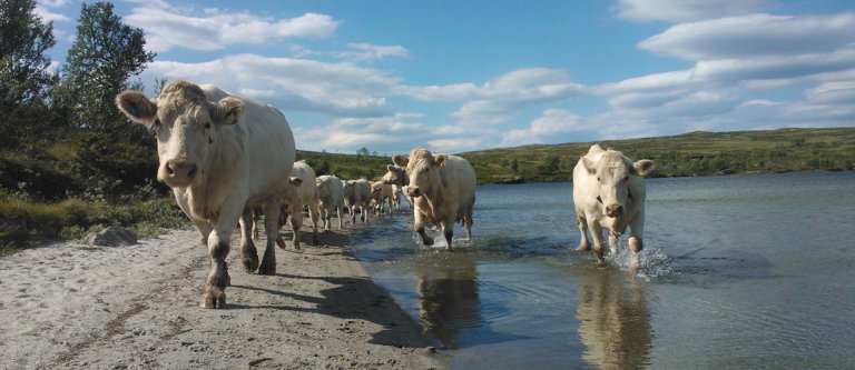 Charolais Nappsjøen Jon S_cropped