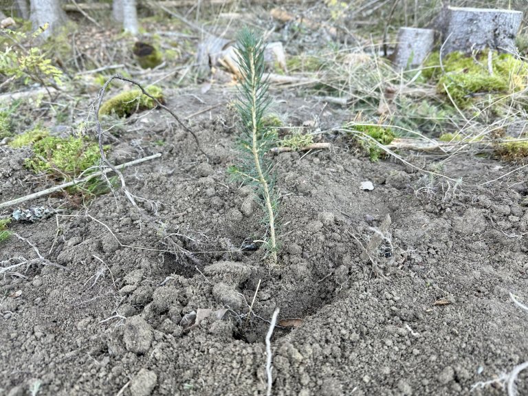 Etter at skogen hogges, er skogeier pliktig til å sørge for at det vokser opp ny skog. Dette skjer enten ved naturlig foryngelse eller ved skogplanting. Planting sikrer rask og jevn etablering av ny skog. Foto: NIBIO