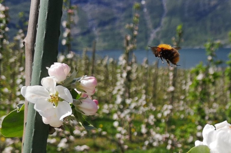 Åkerhumle og epleblomster i Opedal_Hatteland_cropped.jpg