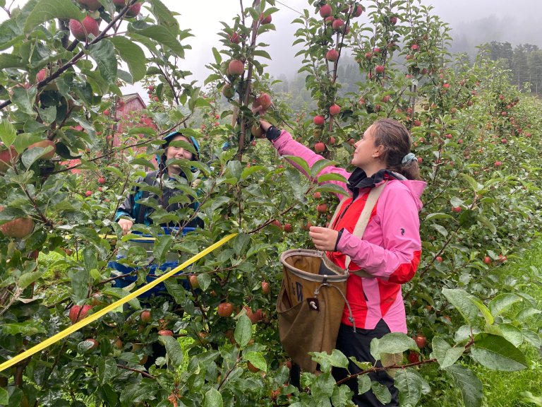 Andrea Podavkova og Theresa Weigl i full gang med innhøsting av Aroma-epler til lagringsforsøk. Foto: Lisa Karine Haugland