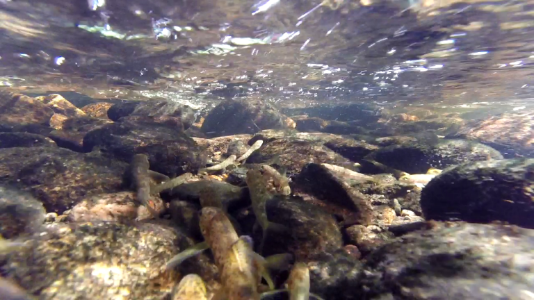 Laksefisk toler varmt vatn dårleg. Tre langs elvebredda kan redusere oppvarminga nok til at fisken overlever. Foto: Roger Roseth