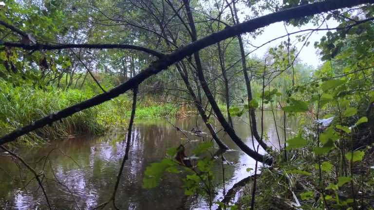 Mange lauvtre har gode rotsystem som hindrar erosjon i kantane. Trea og buskane stabiliserer elvebredder, reduserer erosjon og filtrerer avrenninga, noko som gir mindre nedslamming og betre vasskvalitet nedstraums. Foto: Kathrine Torday Gulden