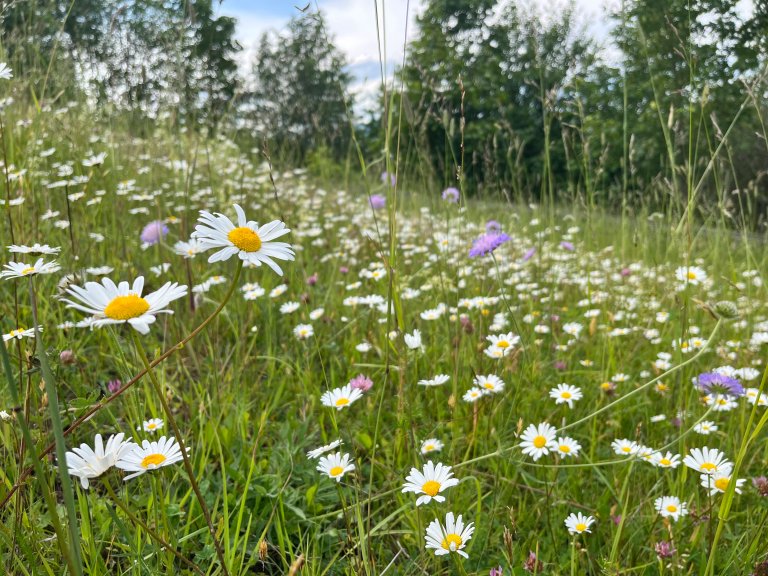 Blomstereng med prestekrage og rødknapp. Foto: Ulrike Bayr