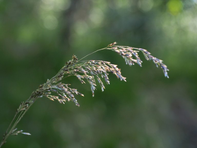 Sølvbunke (Deschampsia cespitosa ssp. cespitosa). Foto: Ulrike Bayr