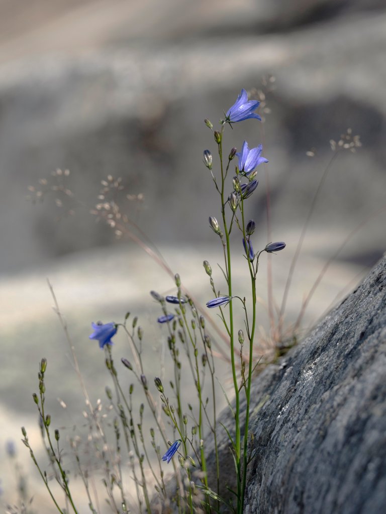 Blåklokke (Campanula rotundifolia). Foto: Ulrike Bayr
