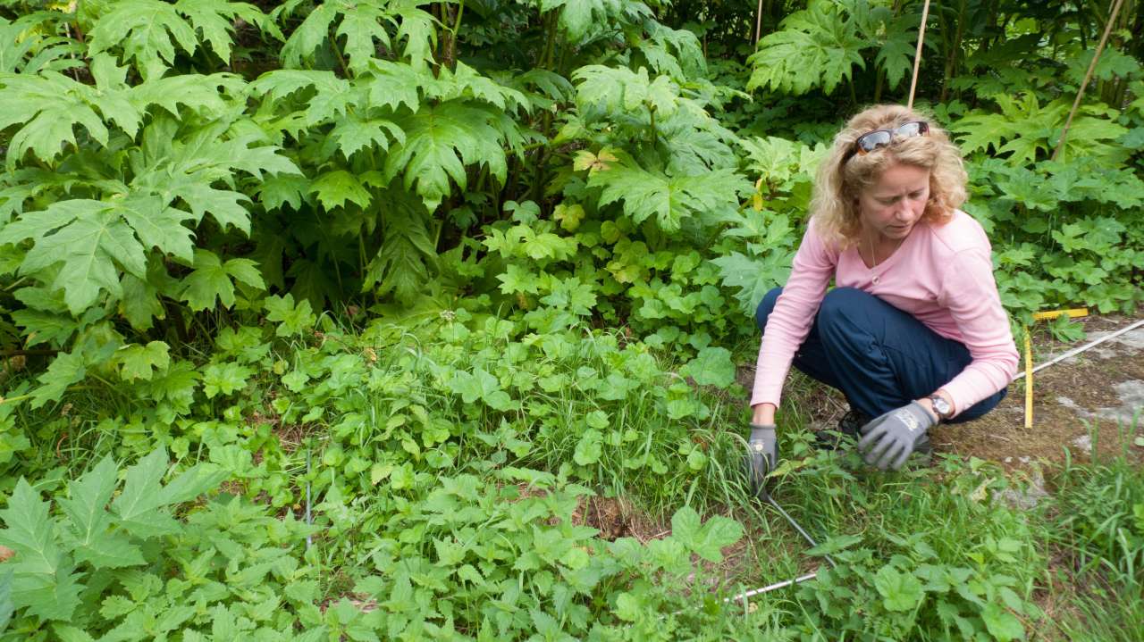 4-Studier av bekjempelse - Foto Inger Sundheim Fløistad - NIBIO_cropped