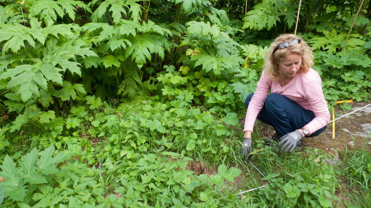 4-Studier av bekjempelse - Foto Inger Sundheim Fløistad - NIBIO_cropped