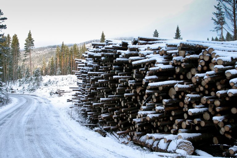 Råstoff fra skog er en viktig brikke i puslespillet som utgjør det grønne skiftet. Foto: NIBIO