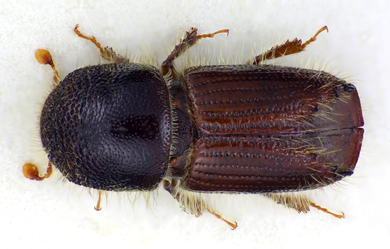 Ips typographus_b.jpg